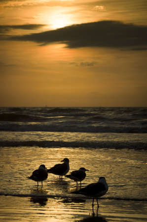 Seagulls silhouetted on a Galveston beach shortly after sunriseの写真素材