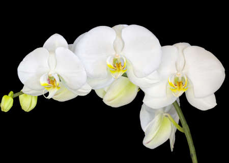 White orchids isolated on a black backgroundの写真素材