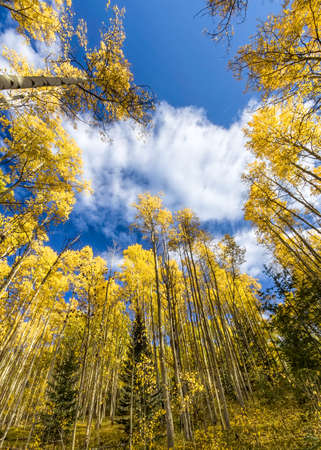Golden yellow aspen forest in Santa Fe Ski Basin, New Mexicoの写真素材