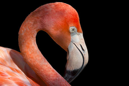 Single flamingo, head and neck shot, isolated on a black backgroundの写真素材