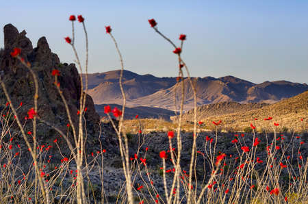 Big Bend desert scene featuring the bright crimson blooms of the Ocotillo plantの写真素材
