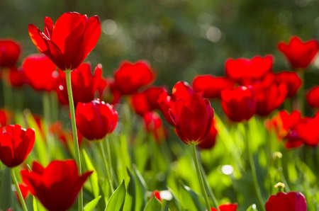Red tulips backlit by late afternoon sun