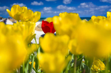Yellow tulips surrounding a single red tulip overlooking a sunny beachの写真素材