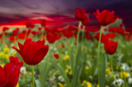 Tulips and petunias in front of a brilliant sunrise