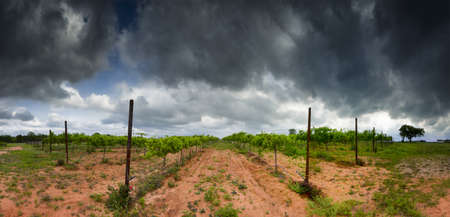 Cultivated grape vines in an open field on a cloudy day in Texasの写真素材