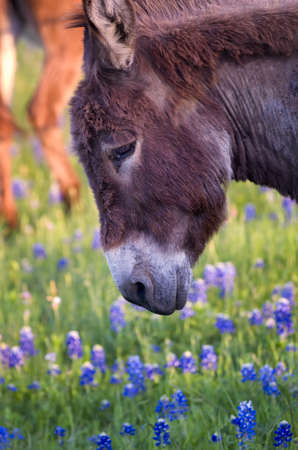 Early evening photo of a donkey in  a field of Texas bluebonnetsの写真素材