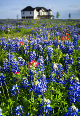 Country home sitting in a field of bluebonnets and Indian paintbrushesの写真素材