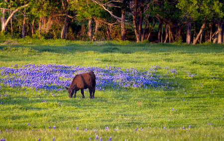 Pastoral scene in Ennis, TX featuring colorful bluebonnets and lush green grassの写真素材
