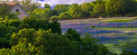 Field of bluebonnets and Indian paintbrushes on rural acreage in Texasの写真素材