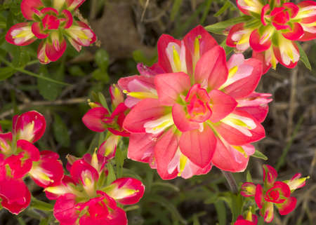 Colorful Indian paintbrush flowers growing wild in Texasの写真素材
