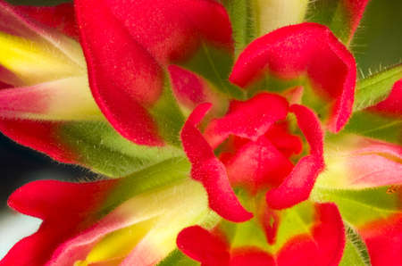 Macro view of a colorful Indian paintbrush flowerの写真素材