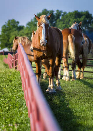 Gorgeous Palomino horses on a Texas farm in early morning lightの写真素材