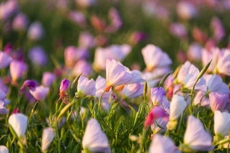 Texas wildflowers bathed in early morning lightの写真素材