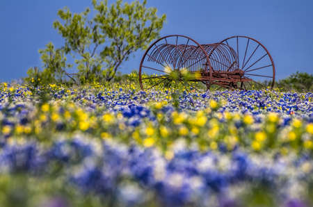 Temporal contrast between an old piece of farm equipment sitting in a field of fleeting Texas bluebonnetsの写真素材