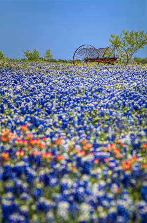Temporal contrast between an old piece of farm equipment sitting in a field of fleeting Texas bluebonnetsの写真素材