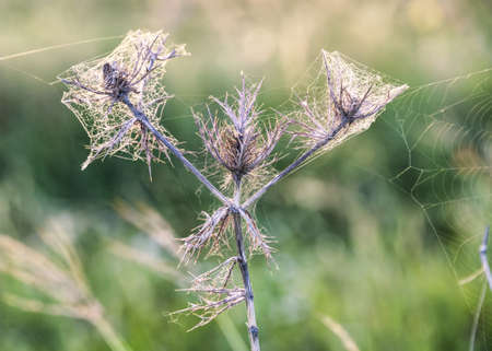 Dead bull thistle flower being used as part of an intricate spiderの写真素材