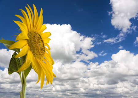 Large sunflower isolated against a blue sky with white cloudsの写真素材