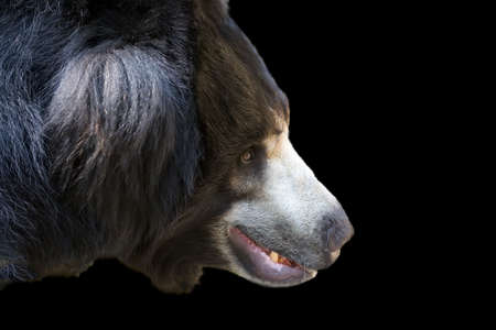 Closeup profile view of an adult sloth bear isolated on a black backgroundの写真素材