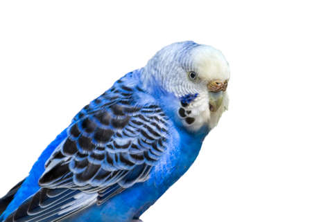Closeup view of a blue parakeet isolated on a white background
