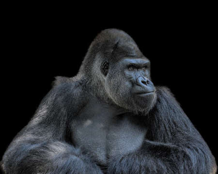 Adult gorilla, seemingly in deep thought, isolated on a black backgroundの写真素材