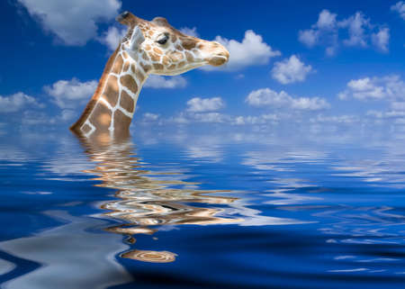 Giraffe keeping his head above water by virtue of having a long neckの写真素材