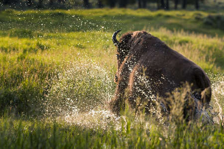 Adult horned buffalo running through a Wyoming stream with water splashing