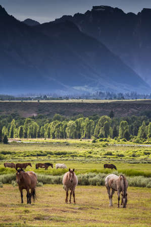 Horses grazing in Grand Teton national park, WYの写真素材