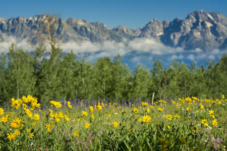 Bright yellow sunflowers with cloud-shrouded Teton peaks in the backgroundの写真素材