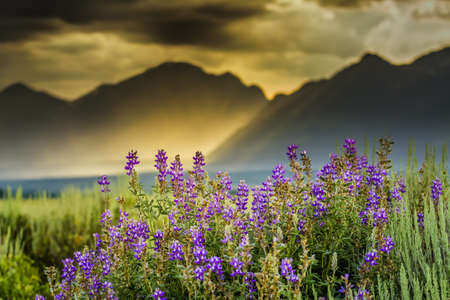 Summer lupine wildflowers underneath  a stormy late afternoon sky over the Tetonsの写真素材