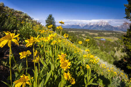 Summer wildklowers on a hillside overlooking Hedrick Pond in the Tetonsの写真素材