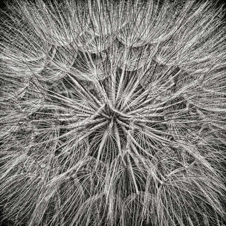 Interior detailed macro view of a dandelion