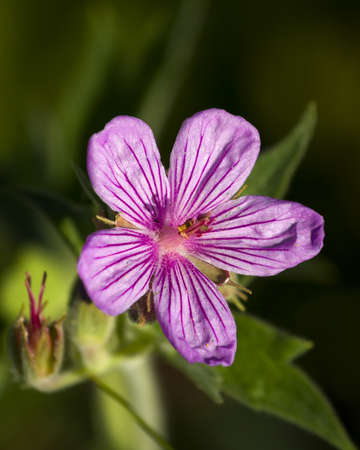 Purple-pink geranium wildflower photographed in early morning light in the Wyoming Tetons