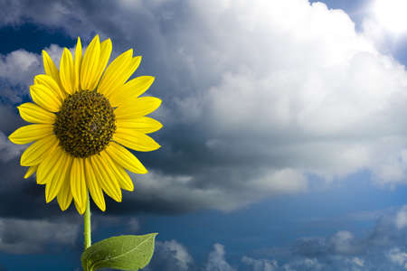 Summer sunflower isolated against a  cloudy skyの写真素材