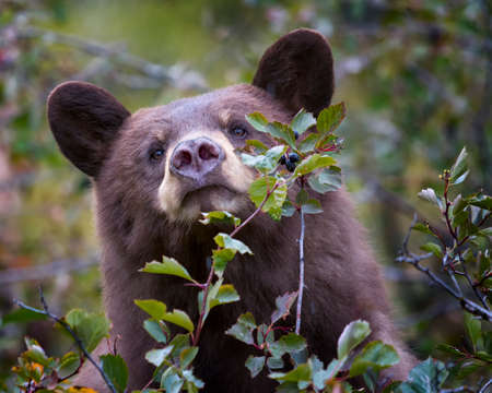 Young cinnamon-colored black bear feeding on a berry tree in the Wyoming Tetonsの写真素材