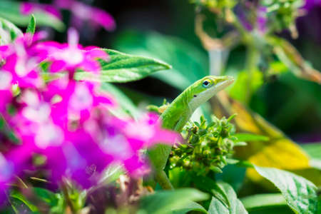 Green anole lizard blending in with the vegetation in a Texas gardenの写真素材