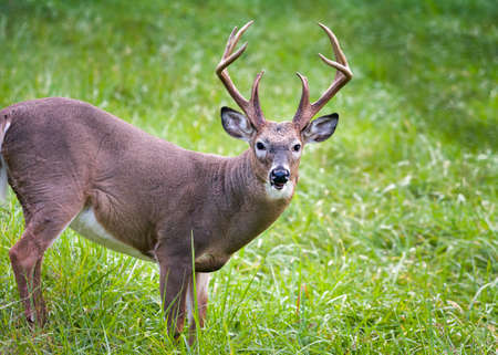 Alert white-tailed buck feeding in the grasslands of Cade's Cove, Tennesseeの写真素材