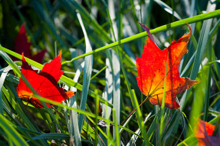 Fallen bright red autumn leaves in a Tennessee grass field
