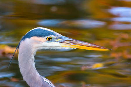 Great blue heron fishing in pond reflecting golden autumn foliageの写真素材