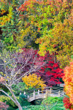Arched wooden bridge accented by Texas fall colorsの写真素材