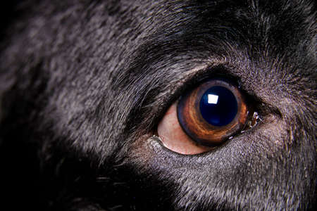 Extreme close up virew of the brown eye of a pure bred young black female labrador retrieverの写真素材
