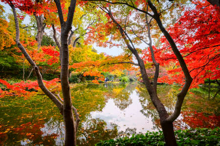 A burst of fall color with pond reflectionsの写真素材