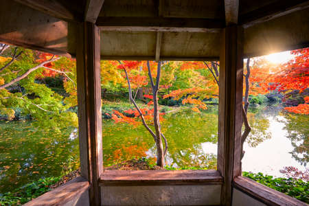 A burst of fall color with pond reflections, as viewed from a gazeboの写真素材
