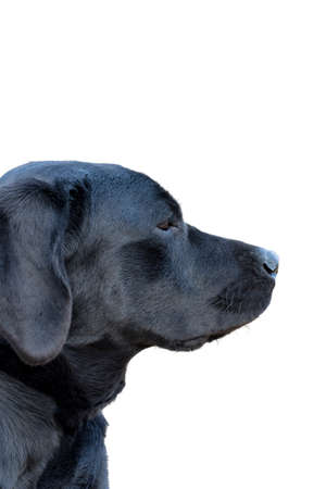 Young female black labrador retriever isolated on a white の写真素材