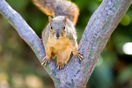 Playful squirrel climbing a tree and looking at the cameraの写真素材