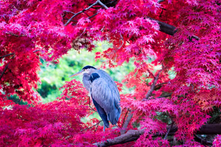 Great Blue Heron framed by brilliant red Japanese Maple leafs