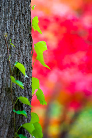 Green Ivy Growing on a Tree Trunk with a Vivid Red Japanese Maple Tree in the Background on a Texas Autumn Dayの写真素材