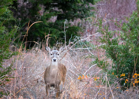 Alert  doe feeding in the grasslands of rural North Texasの写真素材