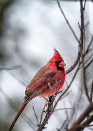 Male cardinal perched in a tree on a snowy Texas day