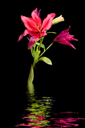 Crimson and orange colored daylilies protruding from a pool of waterの写真素材