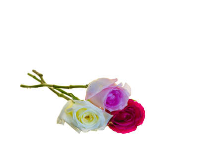 Pink, white and red long stem roses isolated on a white backgroundの写真素材